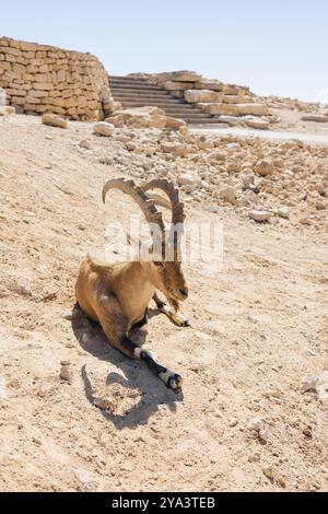 Le Desert Ibex reposant sur Rocky terrain dans son habitat naturel montre résilience et grâce Banque D'Images