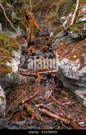 Forêt de Zugarramurdi. Navarre. Espagne. Banque D'Images