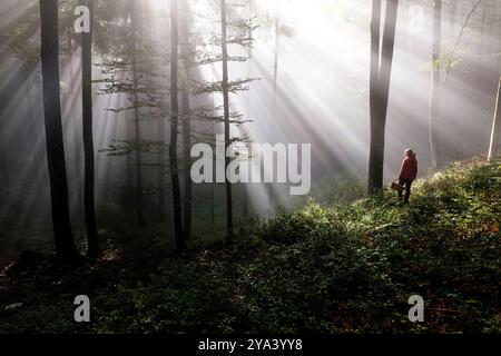 Femme locale avec un panier tissé dans sa main ramassant des champignons dans la forêt primitive idyllique dans la région de dolenjska, rayons du soleil du matin, slovénie Banque D'Images