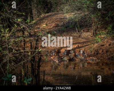 Tigre mâle adulte reposant dans un trou d'eau avec quatre petits sous-adultes pendant les mois d'été dans la zone Khitauli du parc national de Bandhavgarh, Madhya Prades Banque D'Images