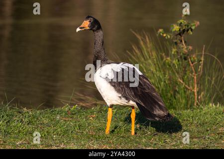 Une Magpie Goose debout au bord d'un lac Banque D'Images