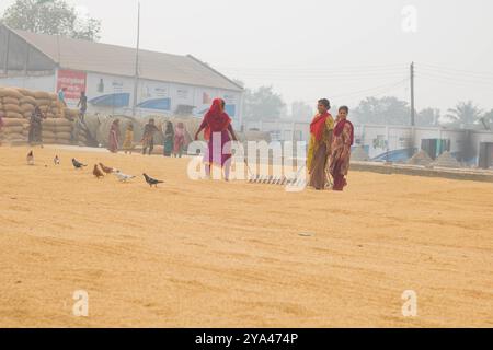 Ashuganj, Brahmanbaria, 26 janvier 2023, les travailleurs travaillant dans un petit moulin à riz, le riz traditionnel traite le séchage des grains de paddy au soleil du Bangladesh. Banque D'Images