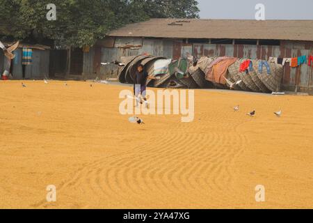 Ashuganj, Brahmanbaria, 26 janvier 2023, les travailleurs travaillant dans un petit moulin à riz, le riz traditionnel traite le séchage des grains de paddy au soleil du Bangladesh. Banque D'Images