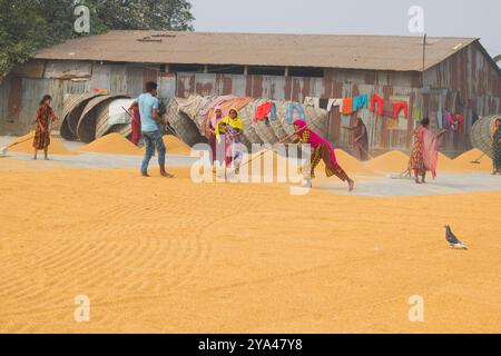 Ashuganj, Brahmanbaria, 26 janvier 2023, les travailleurs travaillant dans un petit moulin à riz, le riz traditionnel traite le séchage des grains de paddy au soleil du Bangladesh. Banque D'Images