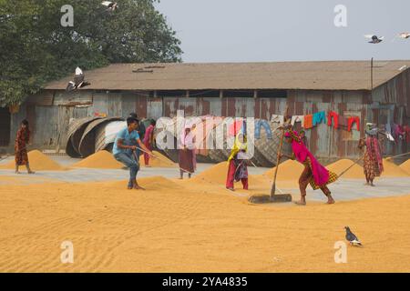 Ashuganj, Brahmanbaria, 26 janvier 2023, les travailleurs travaillant dans un petit moulin à riz, le riz traditionnel traite le séchage des grains de paddy au soleil du Bangladesh. Banque D'Images