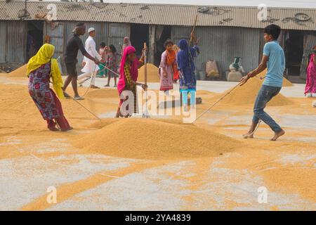 Ashuganj, Brahmanbaria, 26 janvier 2023, les travailleurs travaillant dans un petit moulin à riz, le riz traditionnel traite le séchage des grains de paddy au soleil du Bangladesh. Banque D'Images