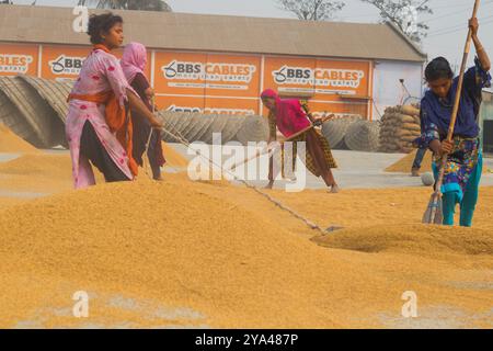 Ashuganj, Brahmanbaria, 26 janvier 2023, les travailleurs travaillant dans un petit moulin à riz, le riz traditionnel traite le séchage des grains de paddy au soleil du Bangladesh. Banque D'Images