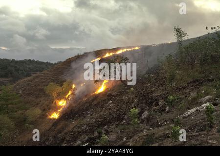 Incendie de Landfire sur une prairie sèche pendant la saison sèche à la périphérie de Waingapu, Sumba est, Nusa Tenggara est, Indonésie. Banque D'Images