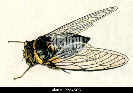Cicada Cicada orni, Millot, Adolphe (1857-1921) (encyclopédie, 1910), Mannasingzikade Banque D'Images