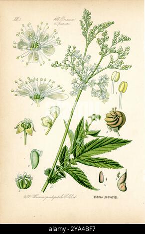 Meadowsweet Filipendula ulmaria, (, ), Echtes Mädesüß Banque D'Images