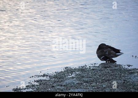 Un canard solitaire repose sur le rivage au crépuscule, créant une scène tranquille et paisible avec les reflets sur l'eau au coucher du soleil. Banque D'Images