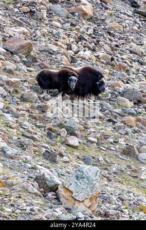 Bœuf musqué mère et veau, Ovibos moschatus, sur les pentes morainiques de Moraenedal, dans le Geologfjord, dans le parc national du nord-est du Groenland. Banque D'Images