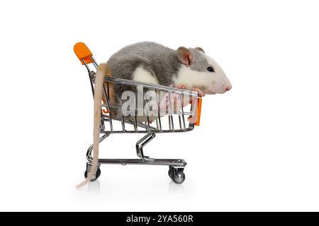 Un petit rat gris est assis dans un chariot isolé sur un fond blanc Banque D'Images