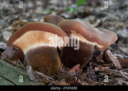 Champignon Tapinella atrotomentosa sur le bois. Connu sous le nom de Velvet-Foot Pax ou Velvet Rollrim. Groupe de champignons venimeux bruns en forêt de chênes-hêtres. Banque D'Images