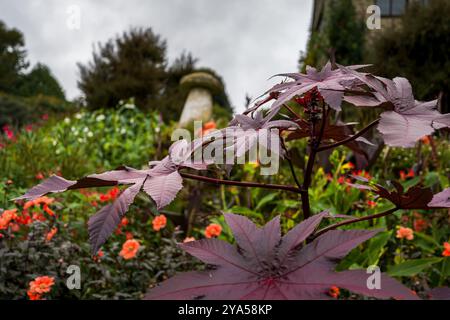 Jardins Coleton Fishacre Banque D'Images