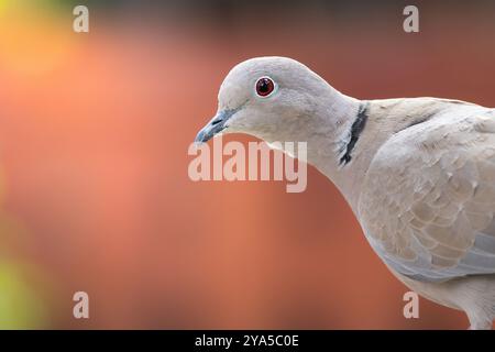 Portrait d'une colombe sauvage eurasienne à collier (Streptopelia decaocto) Banque D'Images