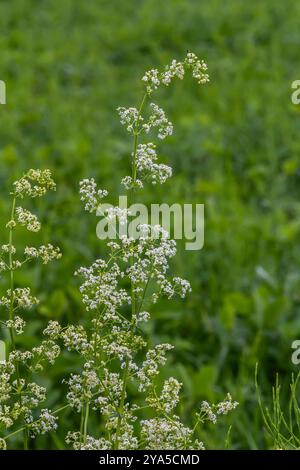 Belle paille blanche fleurie en juin, album galium. Banque D'Images