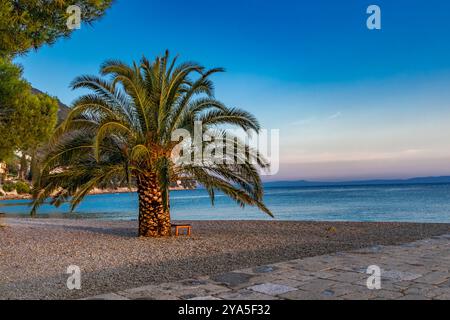 Palmiers verts sur la plage, côte de la mer Adriatique, Trpanj Banque D'Images