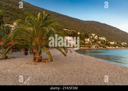 Palmiers verts sur la plage, côte de la mer Adriatique, Trpanj Banque D'Images