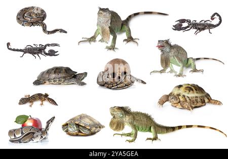 Grande collection de reptiles, animaux domestiques et animaux exotiques dans une position différente isolé sur fond blanc Banque D'Images