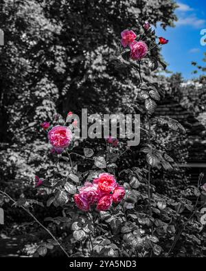 Londres - 06 15 2022 : plante de rose rose à Sloane St avec fond noir et blanc Banque D'Images