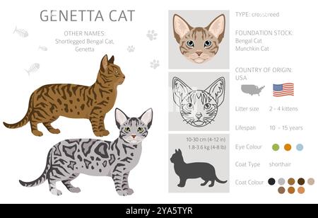 Genetta Cat clipart. Infographie des caractéristiques de toutes les races de chats. Illustration vectorielle Illustration de Vecteur