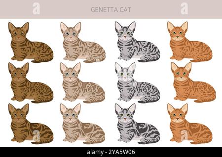 Genetta Cat clipart. Infographie des caractéristiques de toutes les races de chats. Illustration vectorielle Illustration de Vecteur