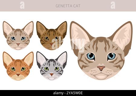 Genetta Cat clipart. Infographie des caractéristiques de toutes les races de chats. Illustration vectorielle Illustration de Vecteur