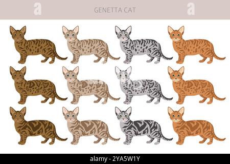 Genetta Cat clipart. Infographie des caractéristiques de toutes les races de chats. Illustration vectorielle Illustration de Vecteur