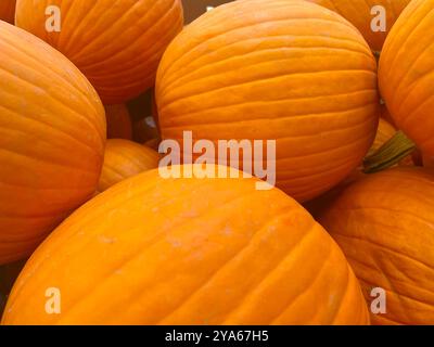 Fond de citrouilles orange multicolores mûres. Citrouilles regroupées dans un bac plein cadre Banque D'Images