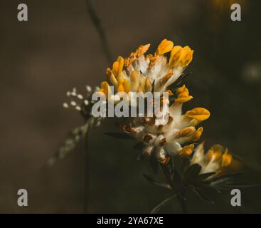 Photographie macro d'une fleur sauvage délicate avec des pétales blancs et jaunes doux, mettant en évidence sa structure complexe sur un fond flou foncé Banque D'Images