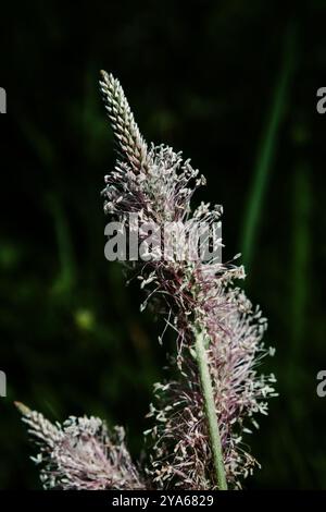 Gros plan d'une tige d'herbe sauvage texturée, mettant en valeur ses détails complexes et ses parties florales délicates sur un fond sombre et flou Banque D'Images