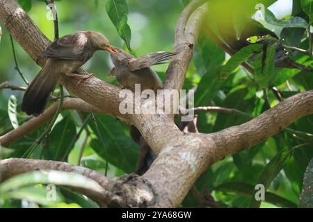 Un moment de soins : nourrir l'avenir. Scène de réchauffement du cœur d'un oiseau parent nourrissant son poussin sur une branche d'arbre. Banque D'Images