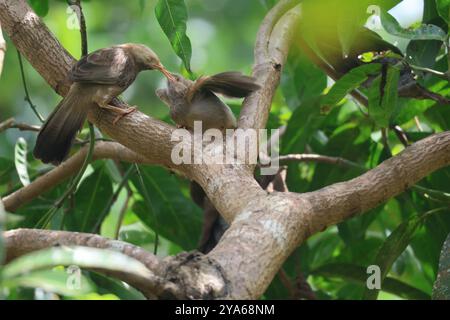 Un moment de soins : nourrir l'avenir. Scène de réchauffement du cœur d'un oiseau parent nourrissant son poussin sur une branche d'arbre. Banque D'Images