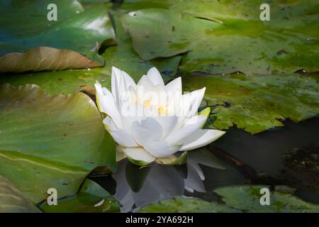 Fleur de nénuphar européen (Nymphaea alba) entourée de nénuphars verts en arrière-plan Banque D'Images