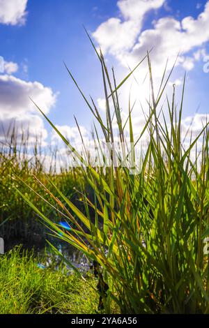 Norddeich , Frise orientale, Allemagne. Marais salants nouvellement créés. Habitat écologiquement précieux pour les animaux et les personnes. Réserve naturelle protégée Banque D'Images