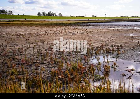 Norddeich , Frise orientale, Allemagne. Marais salants nouvellement créés. Habitat écologiquement précieux pour les animaux et les personnes. Réserve naturelle protégée Banque D'Images