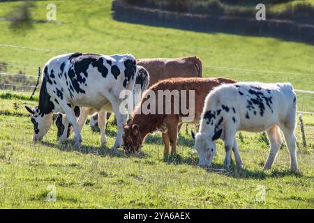 Cornwall paissant du bétail sur les terres agricoles de Boyton près de Launceston Banque D'Images