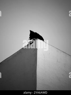 chien sur le toit d'une maison Banque D'Images