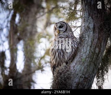 Hibou barré - strix varia - perché dans un arbre avec lumière douce du matin Bonita Springs, Floride Banque D'Images