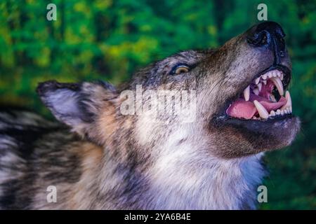 Tête d'un loup en peluche avec des dents menaçantes Banque D'Images