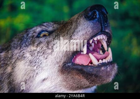 Tête d'un loup en peluche avec des dents menaçantes Banque D'Images