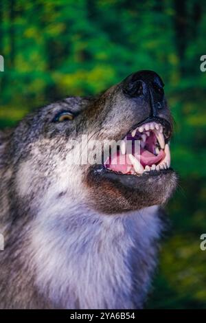 Tête d'un loup en peluche avec des dents menaçantes Banque D'Images