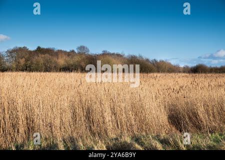 Herbe longue poussant dans un environnement humide Banque D'Images