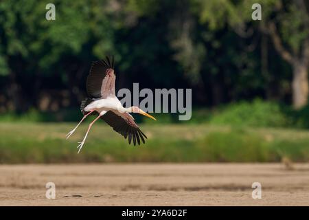 Cigogne à bec jaune (Mycteria ibis) arrivant sur un banc de sable dans la rivière Luangwa dans le parc national de South Luangwa, Zambie Banque D'Images