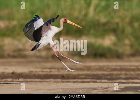 Cigogne à bec jaune (Mycteria ibis) arrivant sur un banc de sable dans la rivière Luangwa dans le parc national de South Luangwa, Zambie Banque D'Images