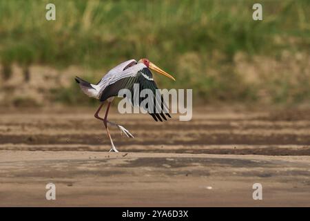 Cigogne à bec jaune (Mycteria ibis) arrivant sur un banc de sable dans la rivière Luangwa dans le parc national de South Luangwa, Zambie Banque D'Images