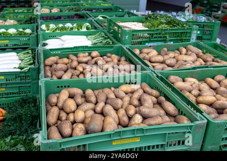 Tag der offenen tuer am Nuernberger Grossmarkt zum 65-jaehrigen Jubilaeum, 12.10.2024 mehrere Grüne Kisten, die mit Kartoffeln und anderem frischen Gemüse wie Rettich gefüllt sind. Die Kisten tragen die Aufschrift Knoblauchsland und sind auf dem Nuernberger Grossmarkt fuer Obst und Gemuese aufgestellt. Nuernberg Gaismannshof Bayern Deutschland *** Journée portes ouvertes au marché de gros de Nuremberg pour célébrer son 65e anniversaire, 12 10 2024 plusieurs caisses vertes remplies de pommes de terre et autres légumes frais tels que les radis les caisses sont étiquetées Knoblauchsland et sont installées à l'ensemble de Nuremberg Banque D'Images