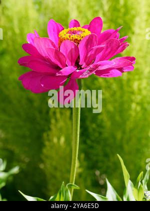 Gros plan de Zinnia elegans 'Purple Prince' Flower Banque D'Images