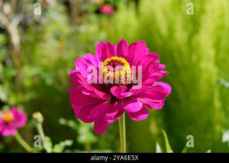 Gros plan de Zinnia elegans 'Purple Prince' Flower Banque D'Images